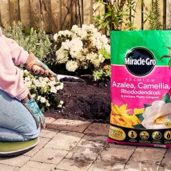 Miracle Gro Premium Azalea, Camellia & Rhododendron Ericaceous Compost - 40L 11 Miracle Gro Premium Azalea, Camellia & Rhododendron Ericaceous Compost - 40L -Garden Furniture Store 12882812 1004843671886080