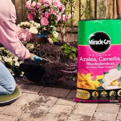 Miracle Gro Premium Azalea, Camellia & Rhododendron Ericaceous Compost - 40L 12 Miracle Gro Premium Azalea, Camellia & Rhododendron Ericaceous Compost - 40L -Garden Furniture Store 12882812 1924843671918789