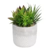 Mixed Succulent In Grey Pot 1 Mixed Succulent In Grey Pot -Garden Furniture Store 12909503 7774869235513008