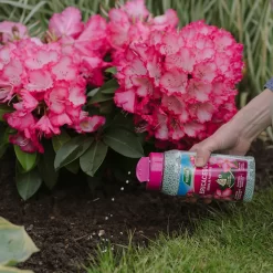 Westland Ericaceous Granular Plant Food 900g -Garden Furniture Store 13411839 1274971590758911