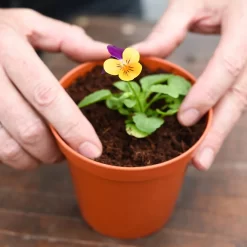 Coco & Coir Coco Grow+ Seed & Cutting Compost + 20% Perlite - 15L 8 Coco & Coir Coco Grow+ Seed & Cutting Compost + 20% Perlite - 15L -Garden Furniture Store 13487127 4074919980845315