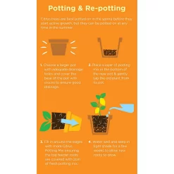 Westland Citrus Potting Mix Peat Free 8L -Garden Furniture Store 14013785 1645003754507372